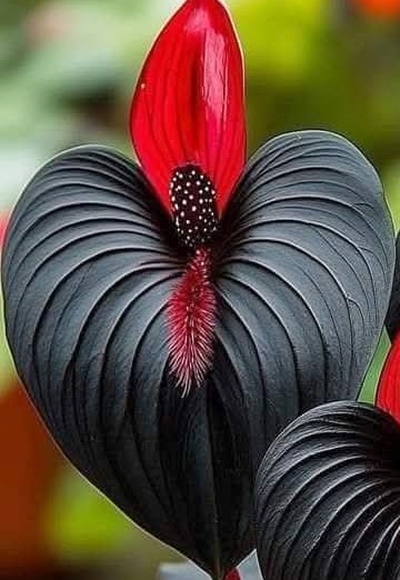 Yadgar (@yadgar114) — my photo № 1