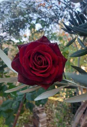 Anis (@anis1768) — my photo № 4